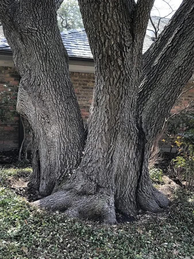 Mature heritage tree close to a Topton property cared for by certified arborists